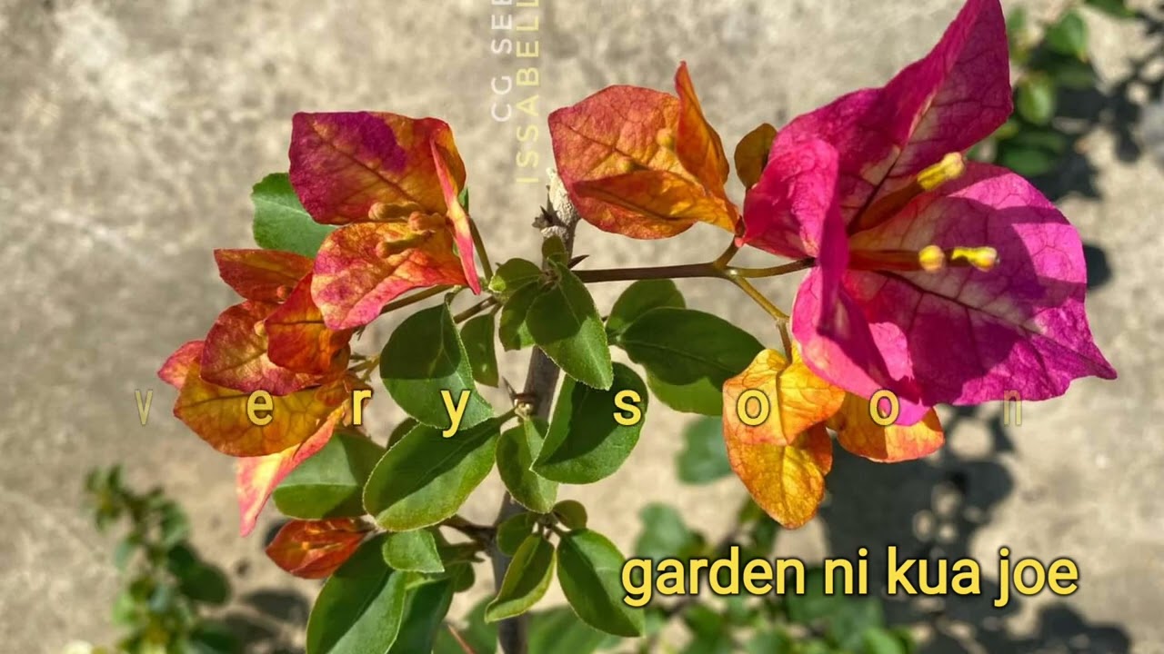 NEWEST TOP VARIETY OF 2024 IN THE GARDEN NI KUA JOE