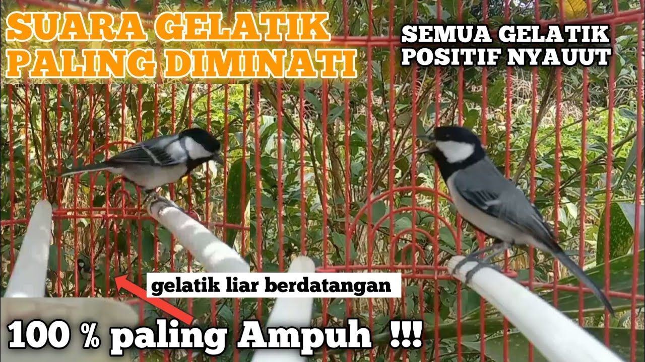 suara pancingan gelatik paling diminati silahkan buktikan cukup di putar gelatik lain positif bunyi
