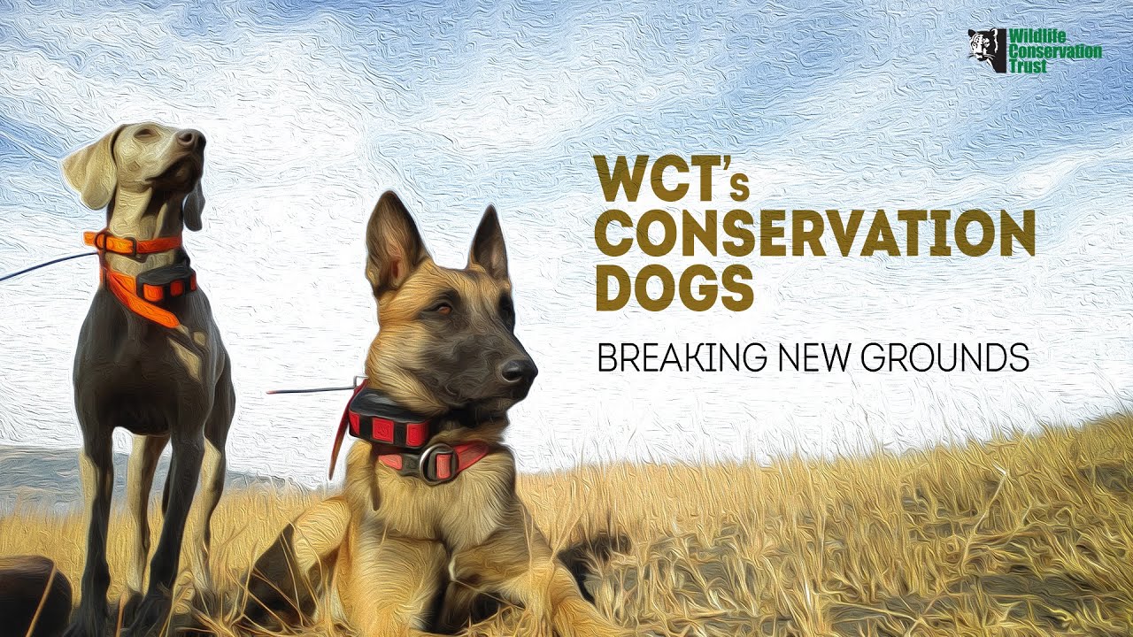 WCT&rsquo;s Conservation Dogs: Breaking New Grounds