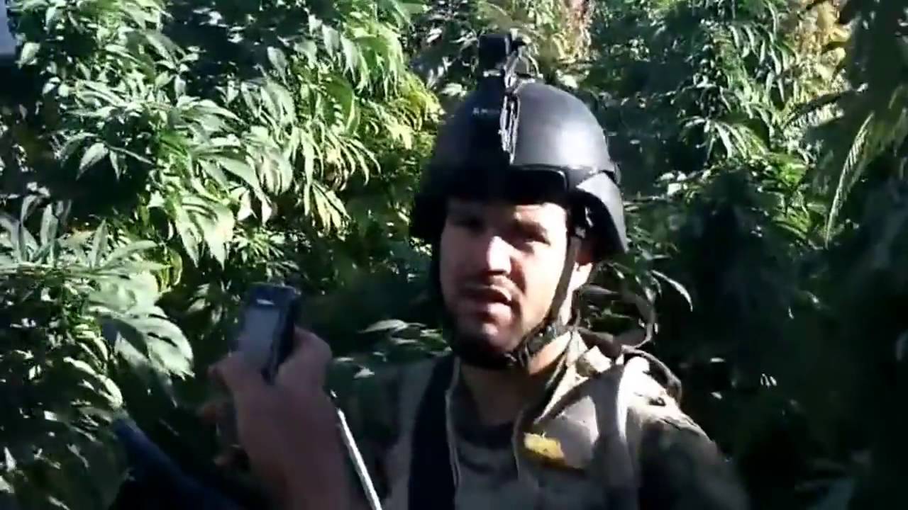 Marijuana field in Afghanistan