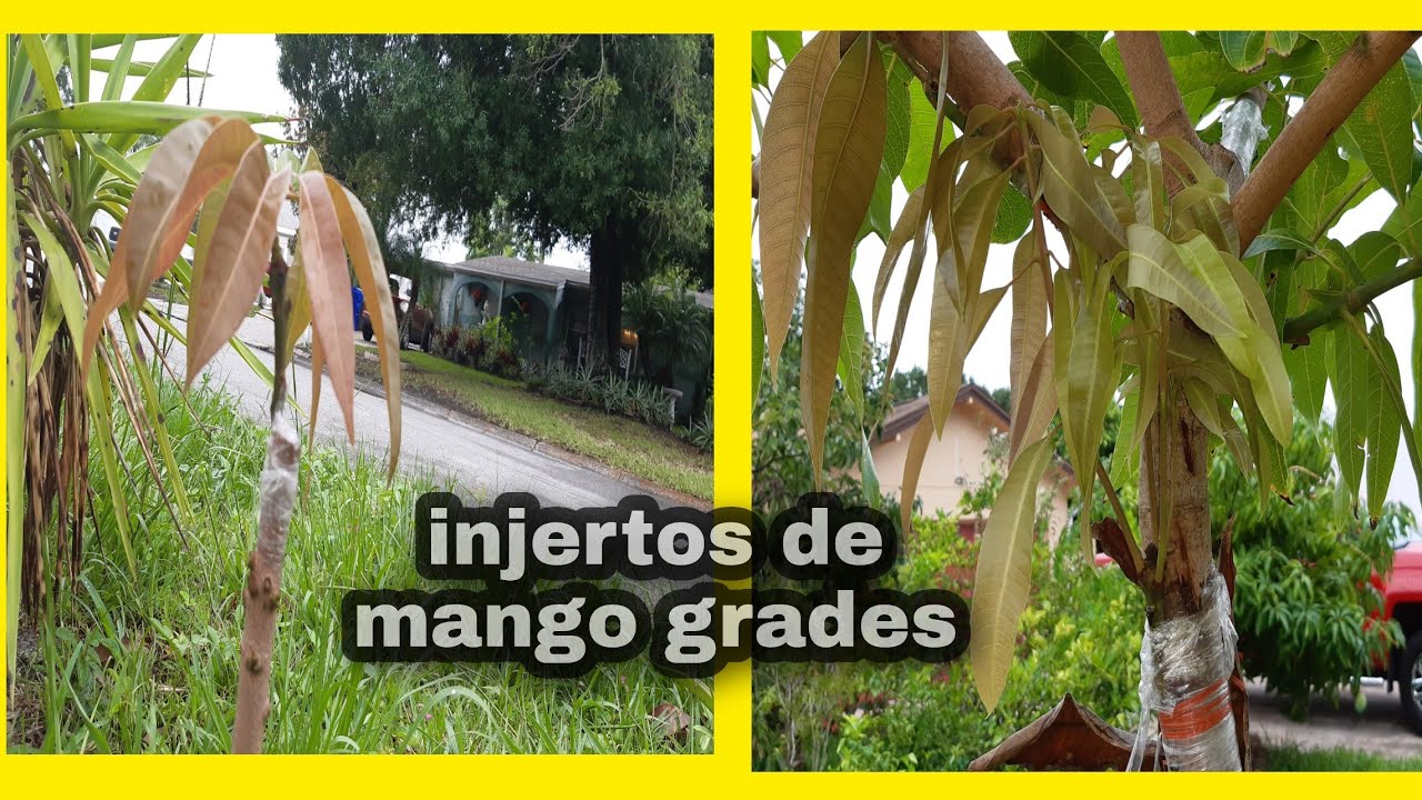 Injertos de mango grandes