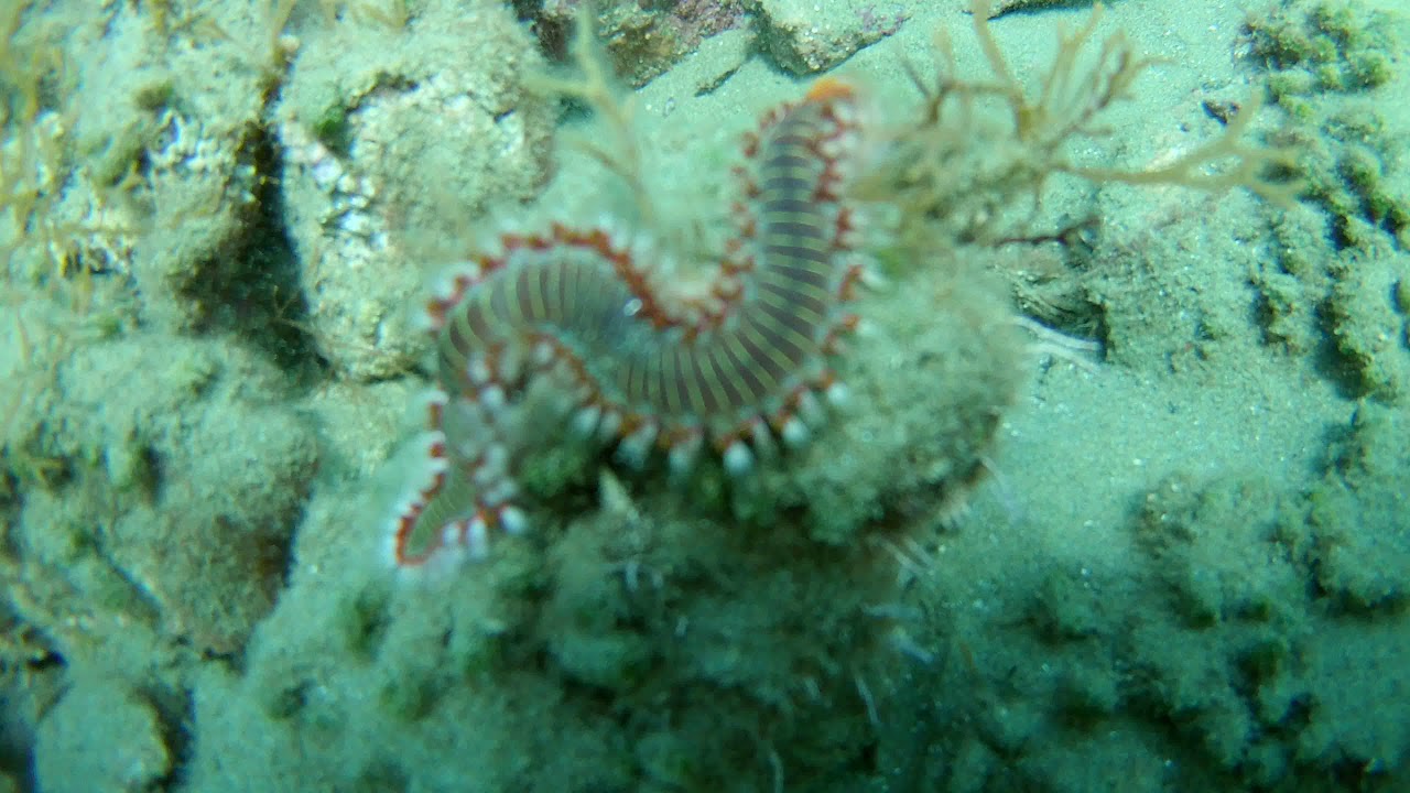 &Mu;&upsilon;&lambda;&lambda;&omicron;&pi;&omicron;&theta;&kappa;&iota;ά - Bearded Fireworm