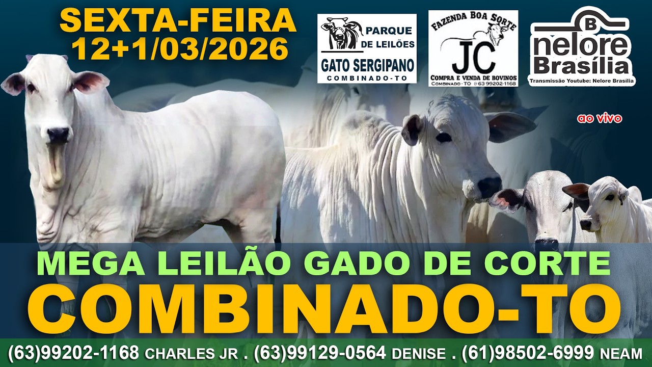Leilão Gado de Corte, Combinado-TO, Sexta-Feira, 12+/03,1 (63)992021168 (63)991290564 (61)985026999