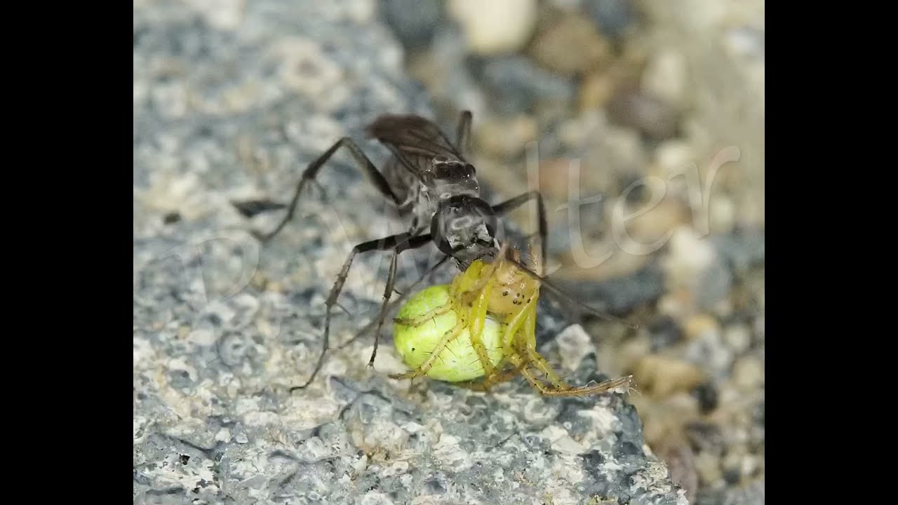 Wegwespe mit Spinne, Juni/Juli 2022
