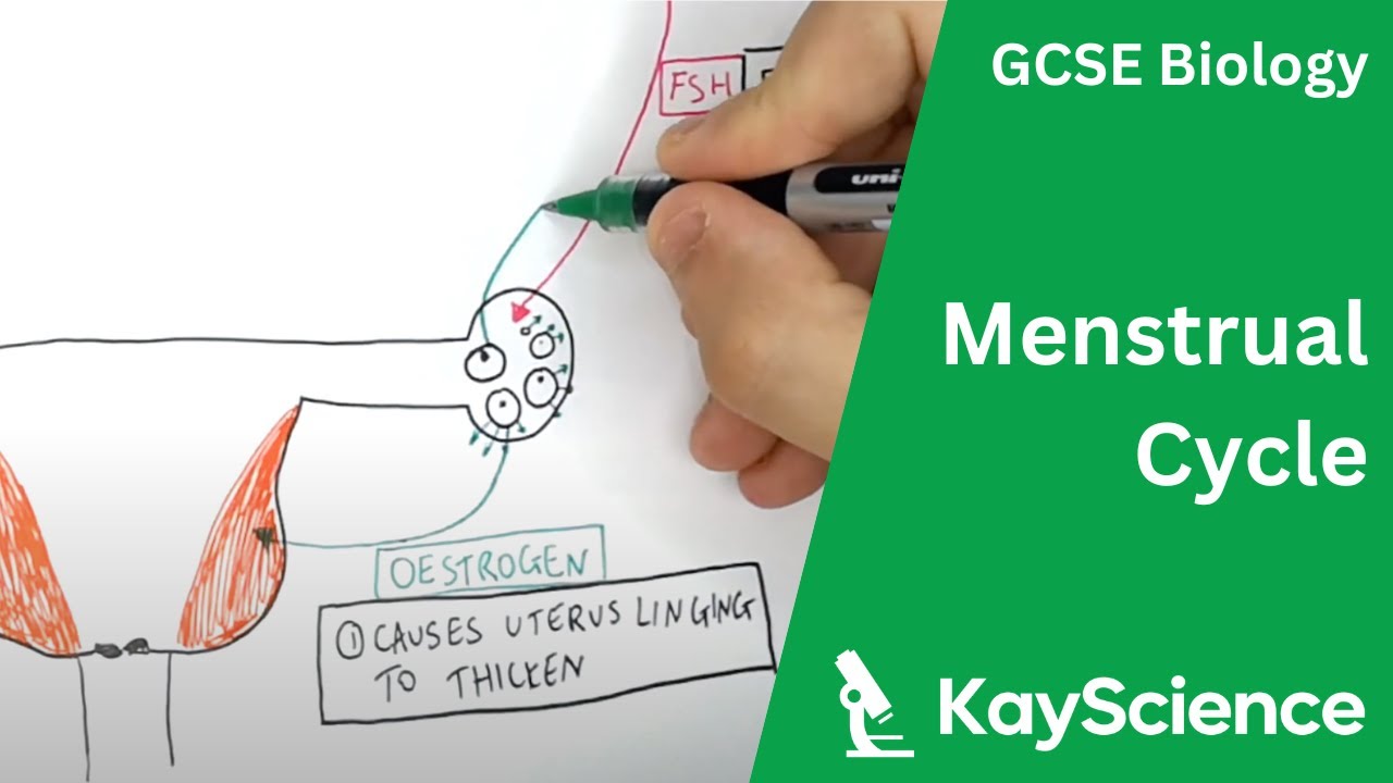 GCSE Biology - Menstrual Cycle