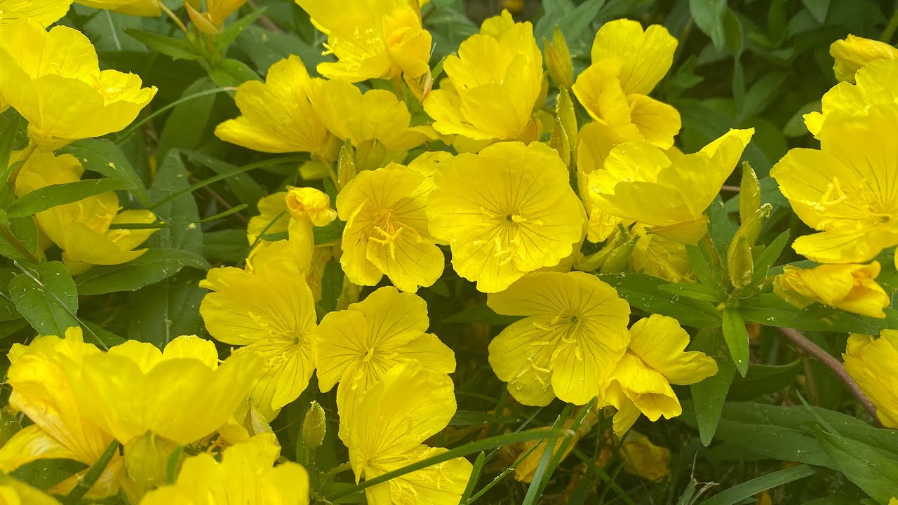 Native Plant Design with focus on Evening Primrose (Sundrop)