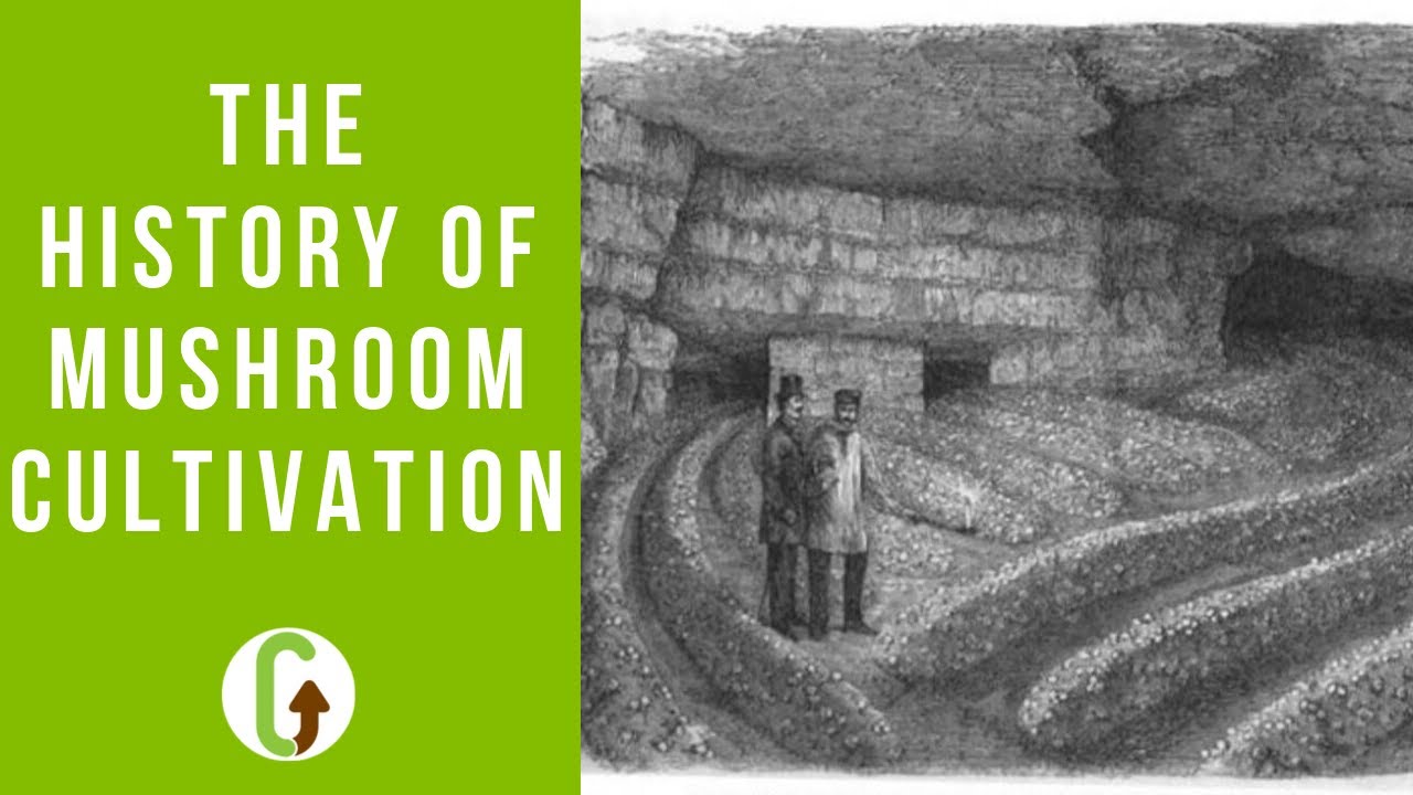 The History Of Mushroom Cultivation | GroCycle