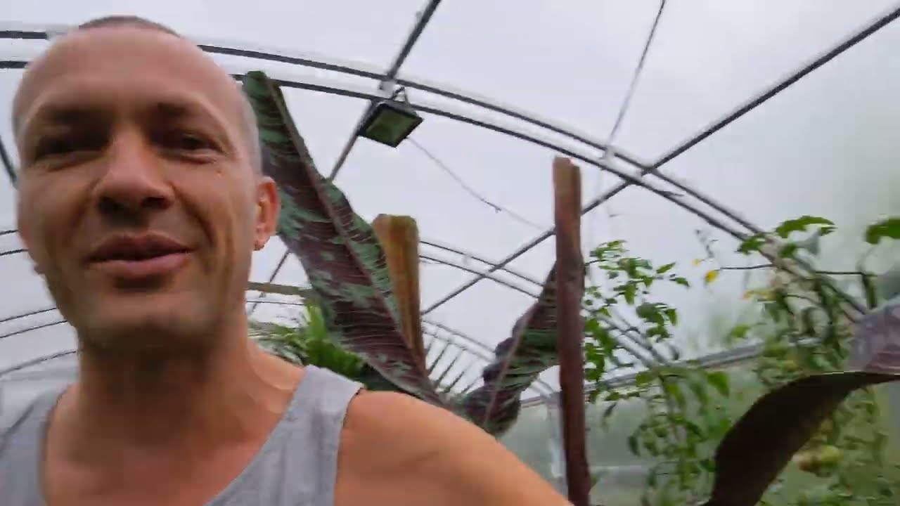Bananowiec w domu, czy warto, jak uprawiać. Porady ogrodnicze stalewiaka.
