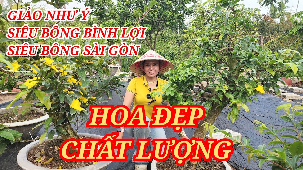 📞 ĐIỆP 0988916068 MAI GHÉP HOA ĐẸP XUẤT SẮC NÊN CHỌN BAO SHIP 24/02/2026 | Bến Tre Ơi
