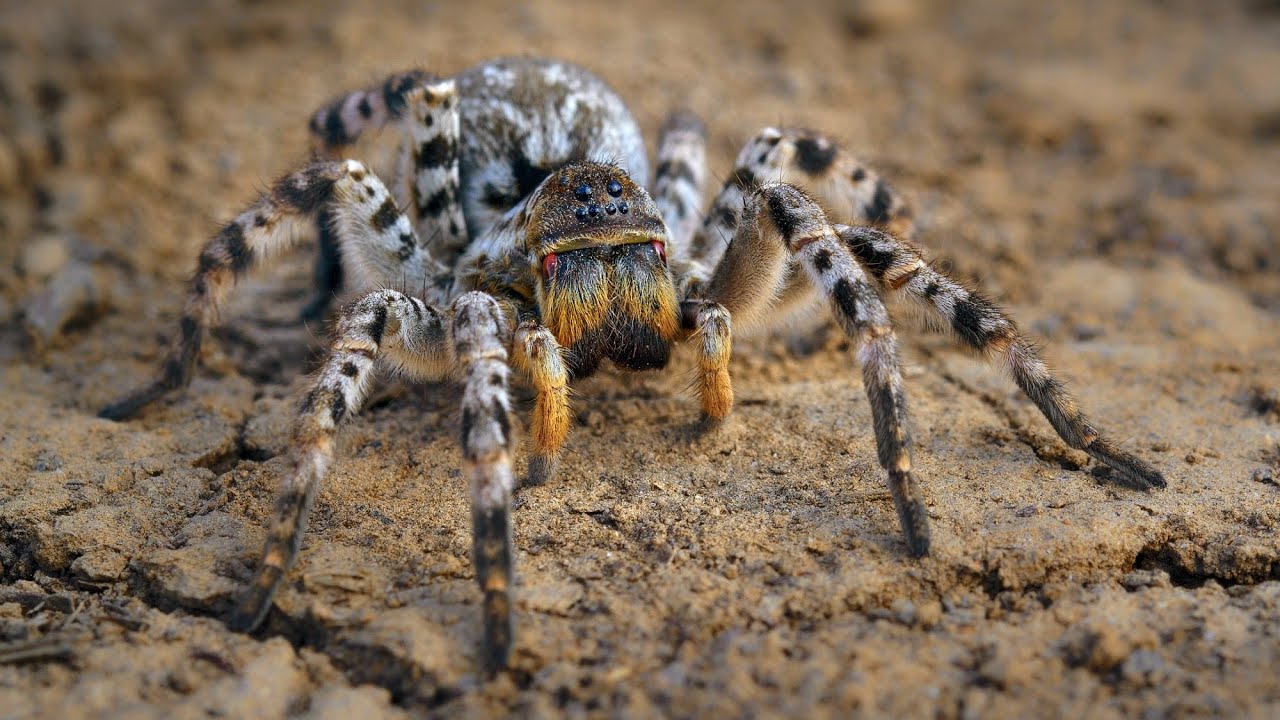 Big European wolf spider – South Russian tarantula (Lycosa singoriensis)
