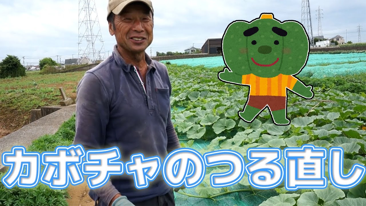 【自然受粉】カボチャのほったらかし栽培