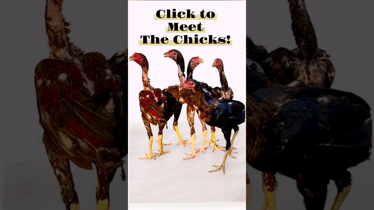 Pure Aseel Chicks! #aseel #aseelmurga #aseelhen #aseelchicks #shorts #trendingshorts #roosterfarm