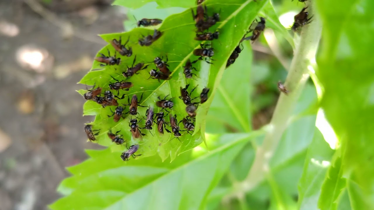 How to Determine a Stingless Bee Mating Swarm