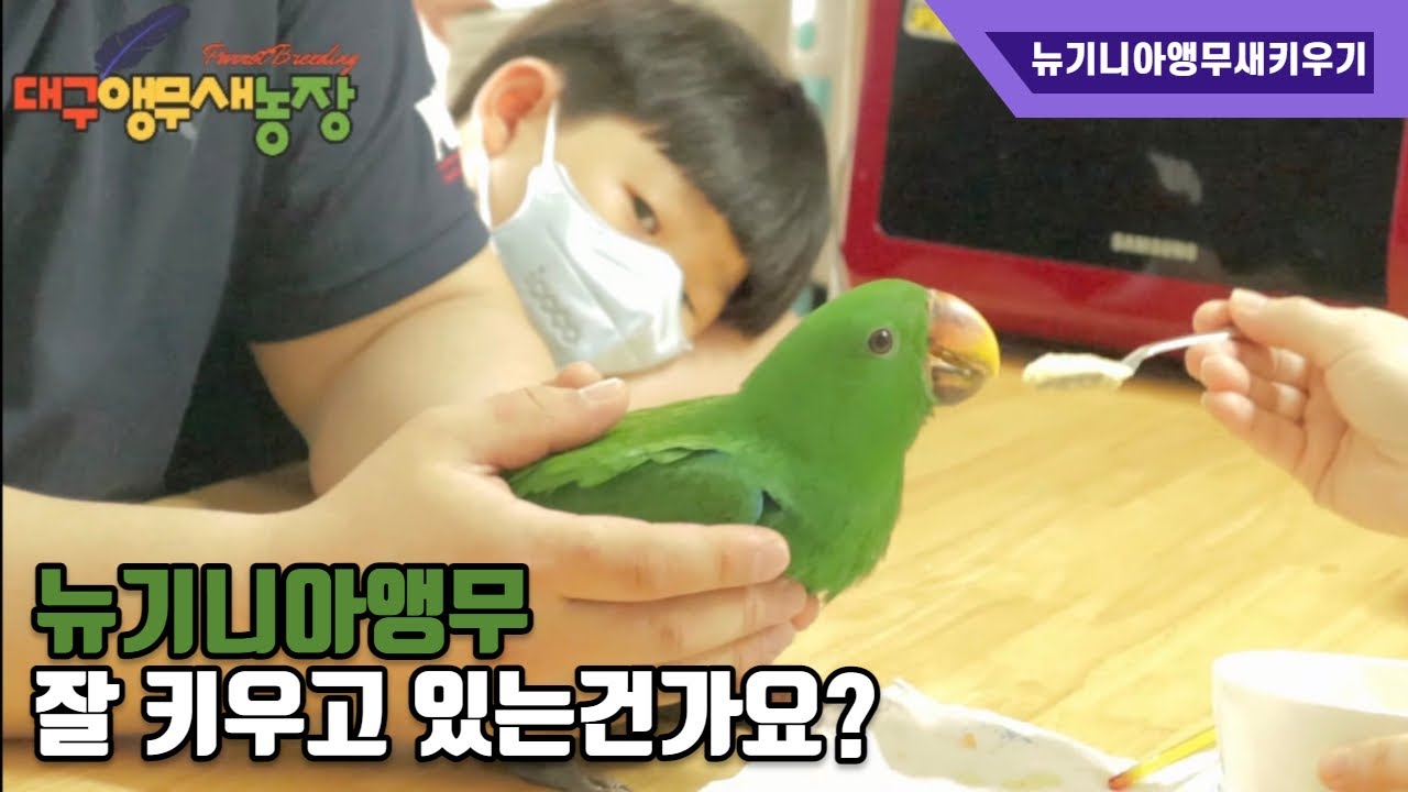 [도와주세요]뉴기니아앵무 분양후  잘키우고 계신지 봐드리러 다녀왔습니다