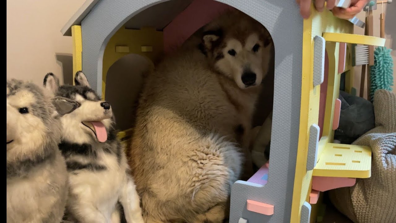 Giant Sulking Dog Does Everything To Hide From Bath Time Baby Helps Catch Him! (Secret Content)