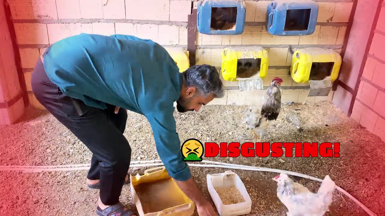 🐓 DIY Chicken Waterer & Feeder with Coke Bottle | ​$0 Genius Plastic Bottle Hack for Chickens!