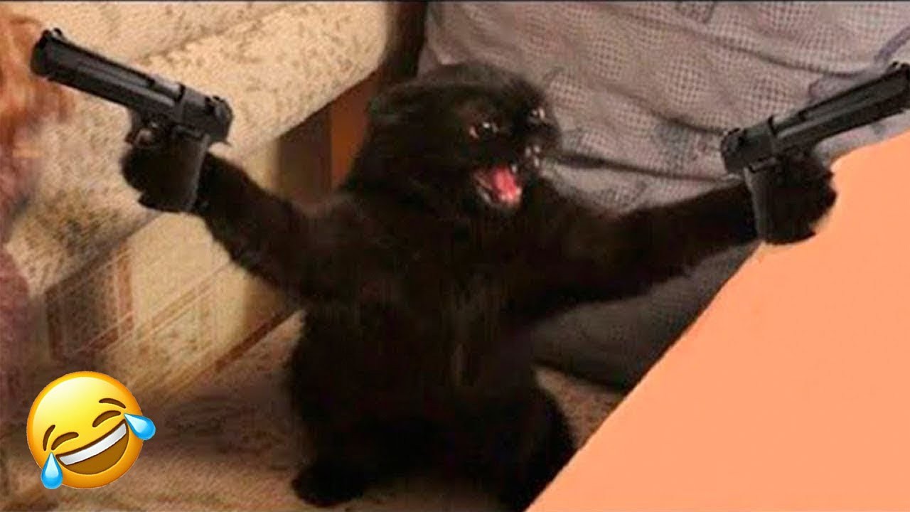 Funny Pet Moments Make You Laugh Out Loud #61