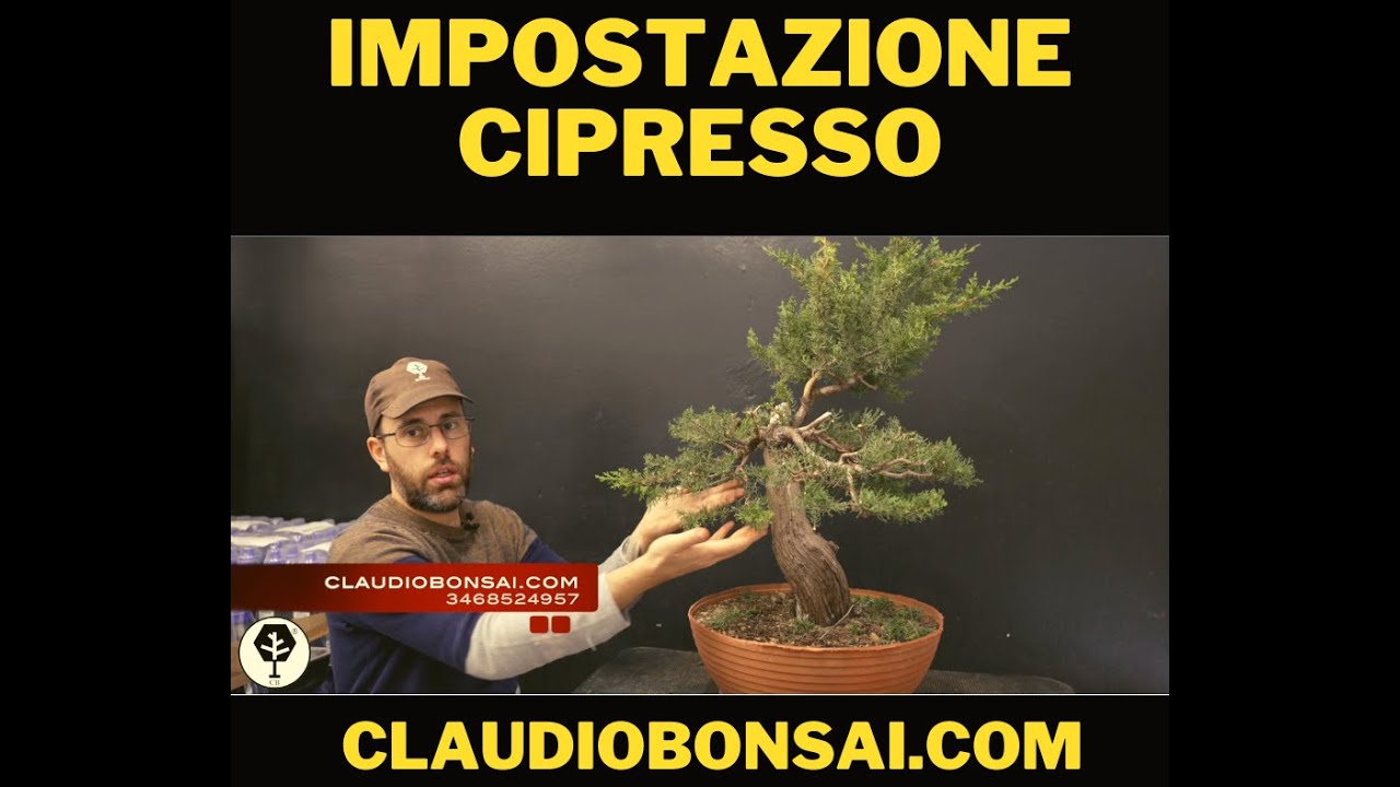 IMPOSTAZIONE PRIMARIA CIPRESSO BONSAI CB®