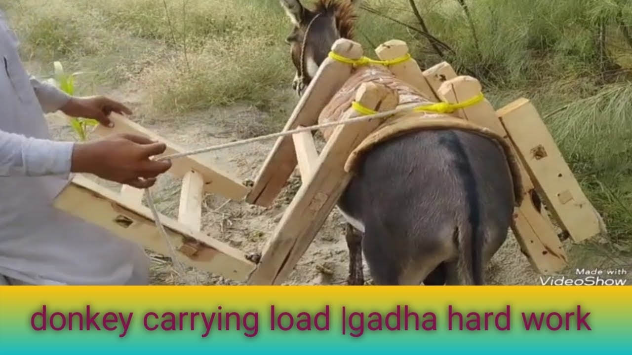 donkey carrying load |donkey carrying heavy load story