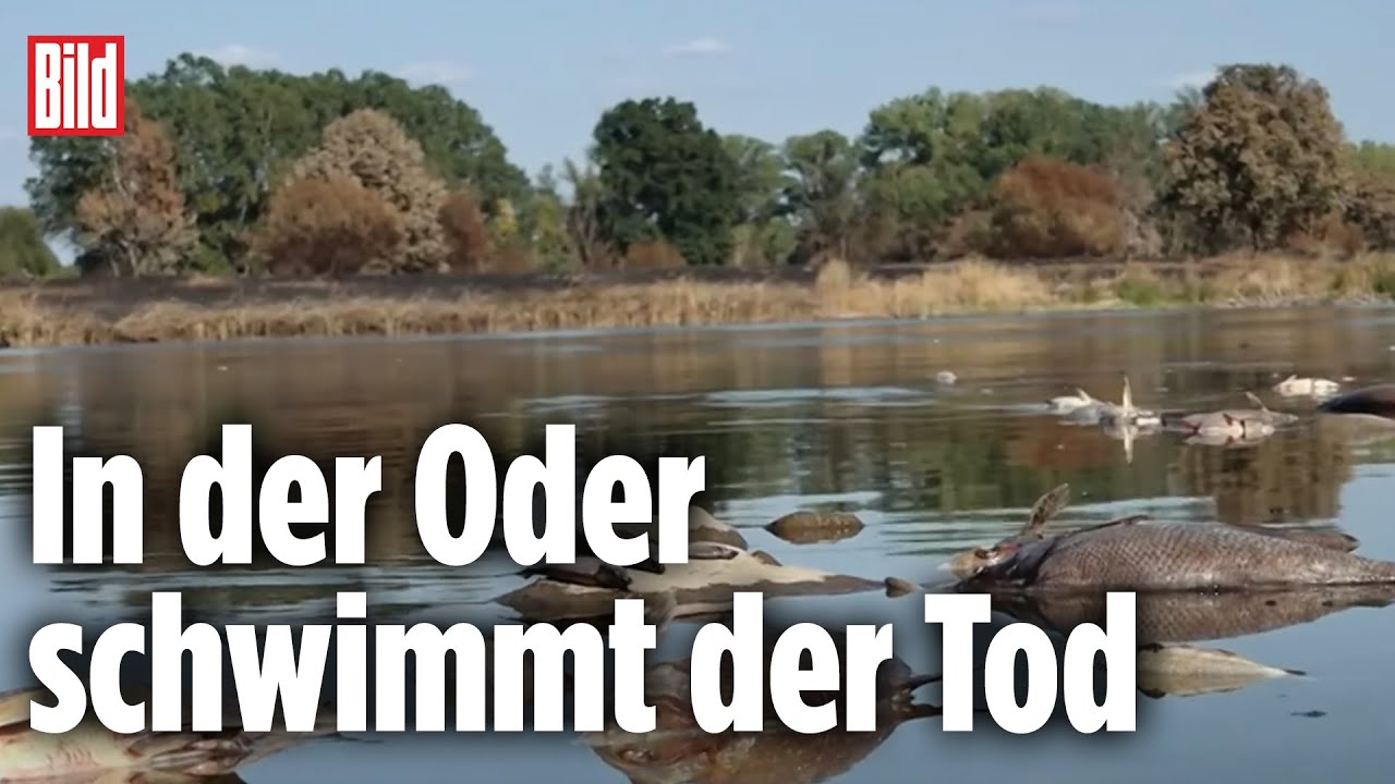 Das Rätsel um das Gift – das Ökosystem Oder stirbt