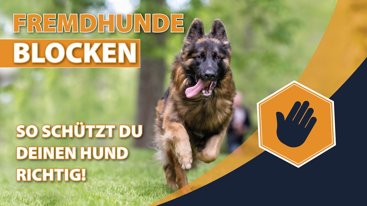 3 Möglichkeiten um Fremdhunde zu Blocken