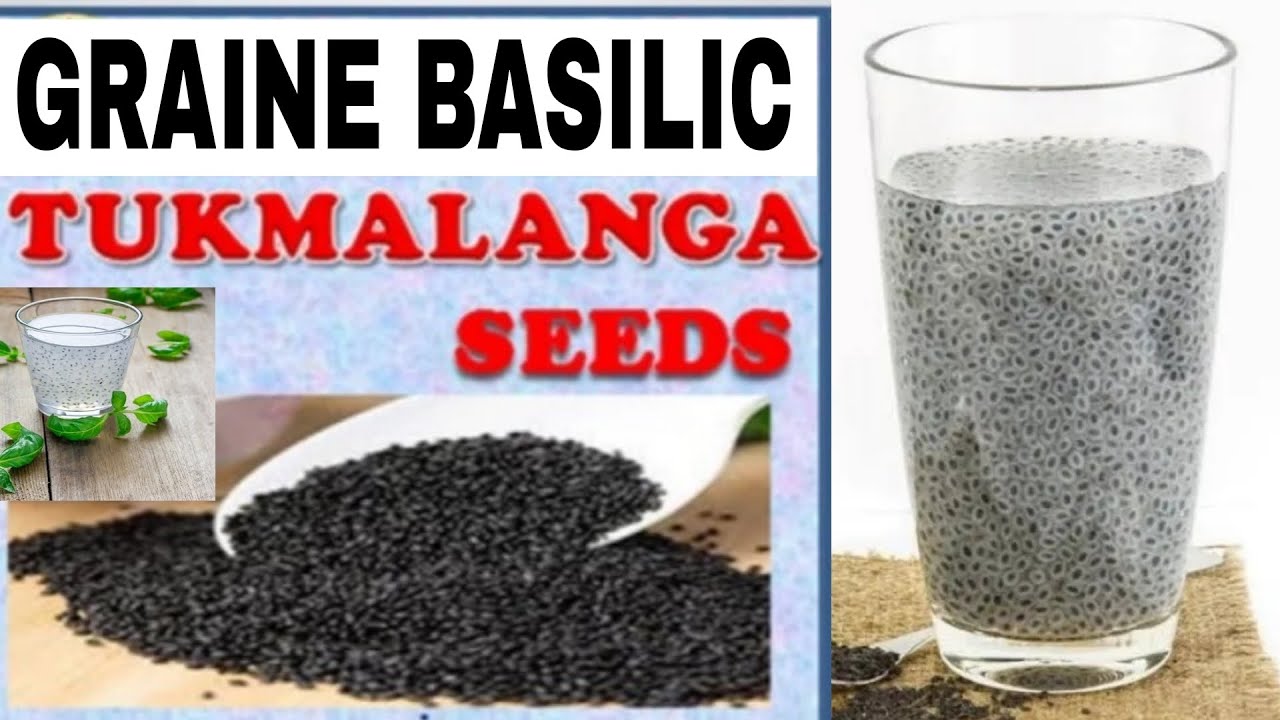 les vertus des graines de basilic TUKH MALANGA