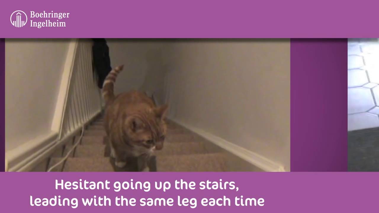 How to spot arthritis in your cat