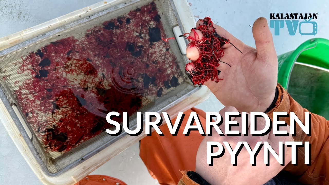 Survareiden pyynti | Näin hommaat huippusyöttejä | Kalastajan TV