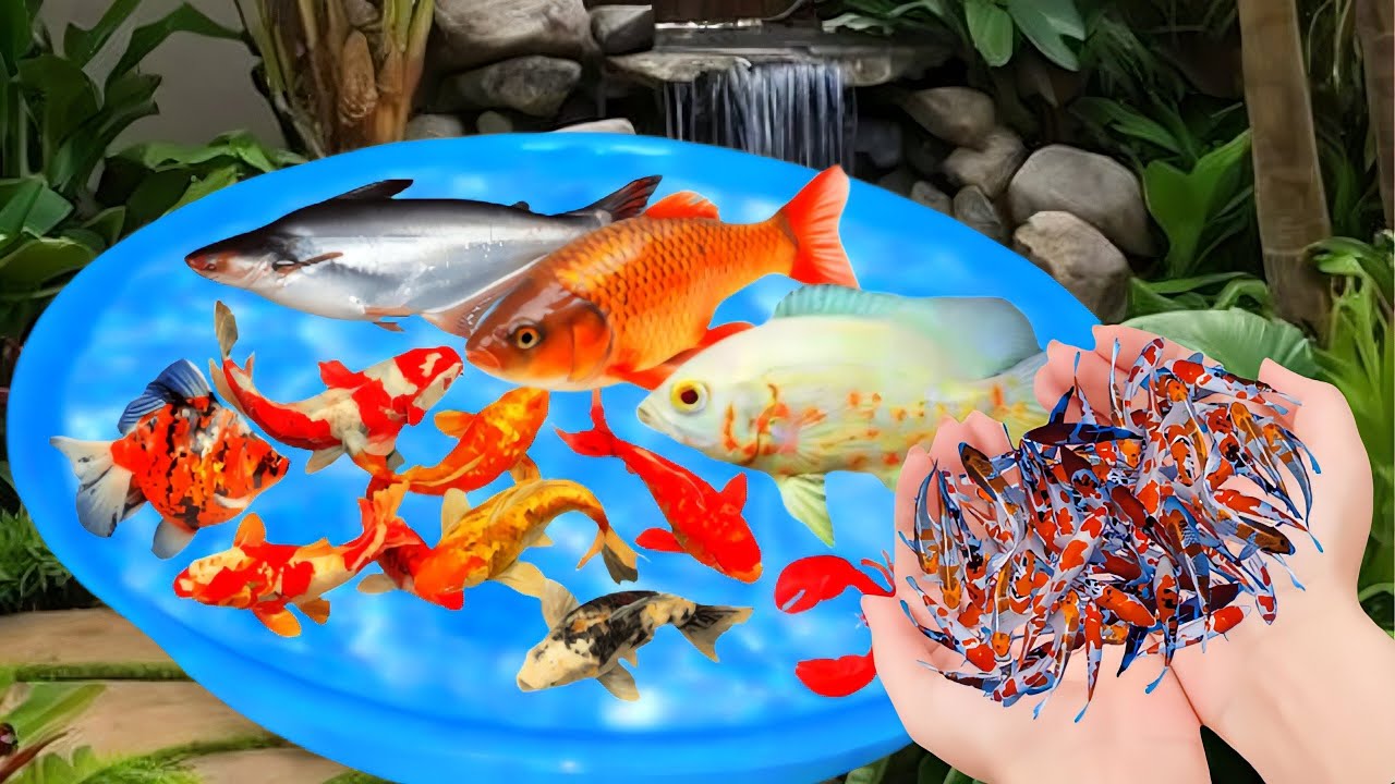 Unboxing Ikan Cupang, Ikan Hias, Lele, Ikan Koki, Ikan Bawal, Ikan Koi, Ikan Sepat Madu, Gurame,
