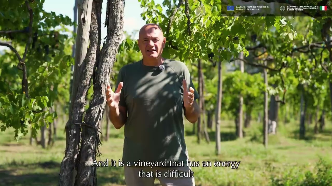 Pierpaolo Sirch introduces Feudi di San Gregorio's historic ‘vigneto dal Re’ vineyard.