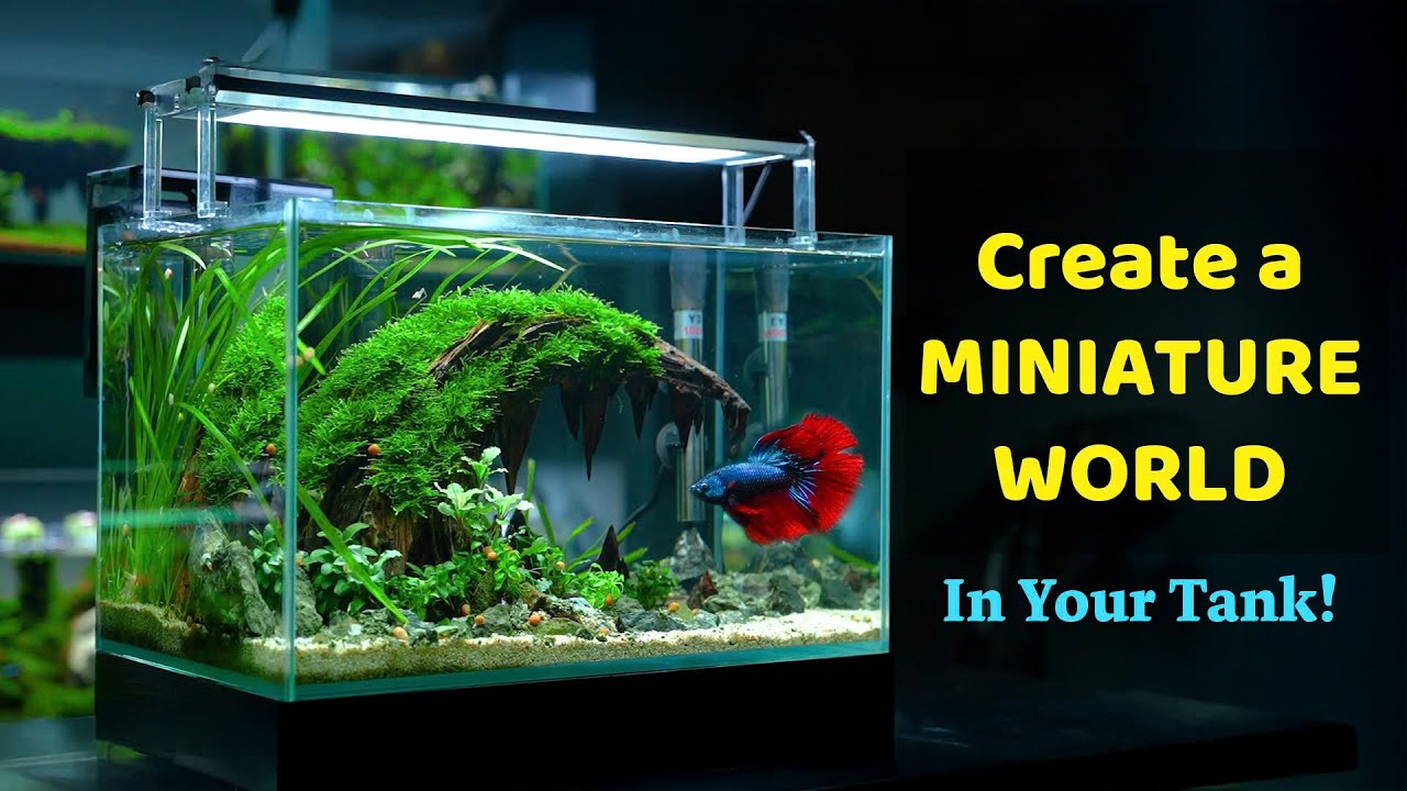 Betta Paradise: Unique Hardscapes You (and Your Fish) Will Love! No Co2 Betta Tank Setup Tutorial.