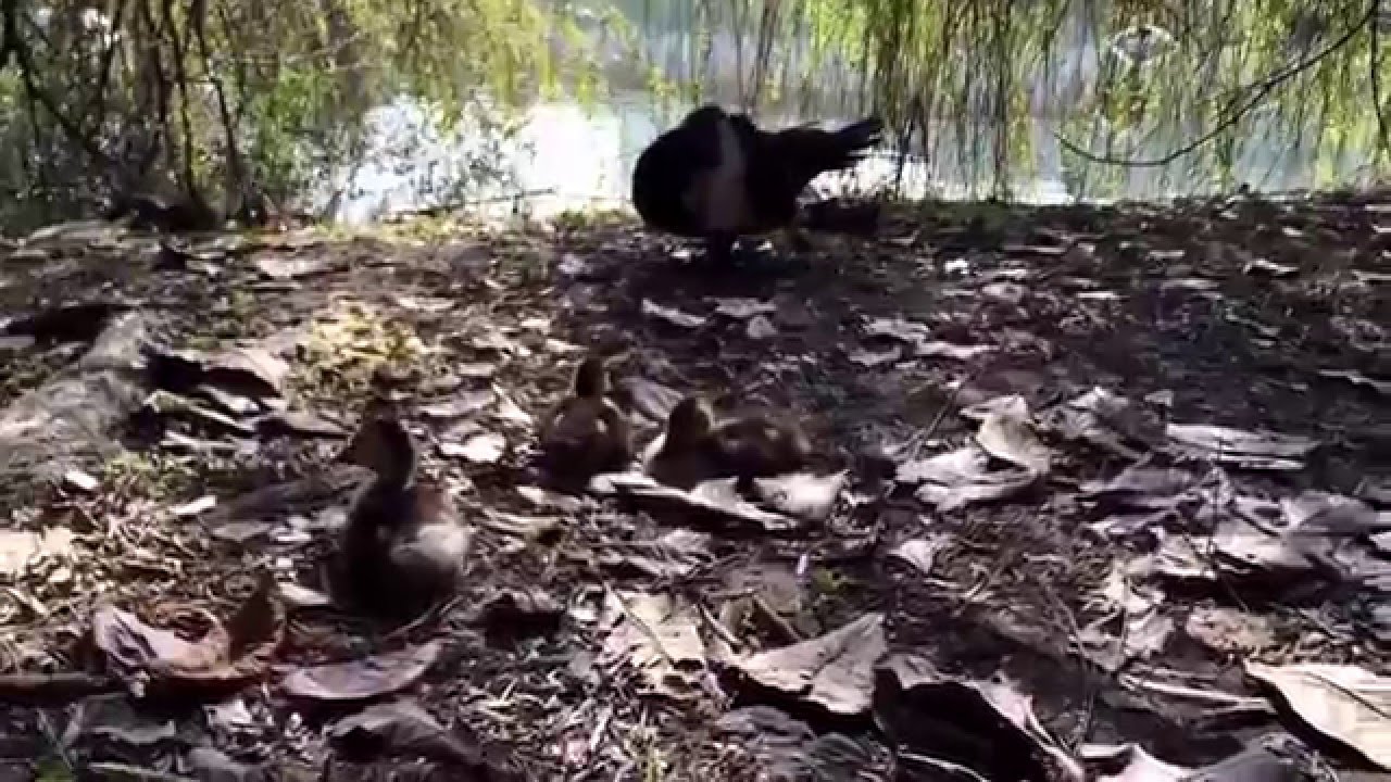 小鴨的故事~小鴨討食沒成悻悻然離開～ (Duckling Story~The duckling begged for help, and left~)