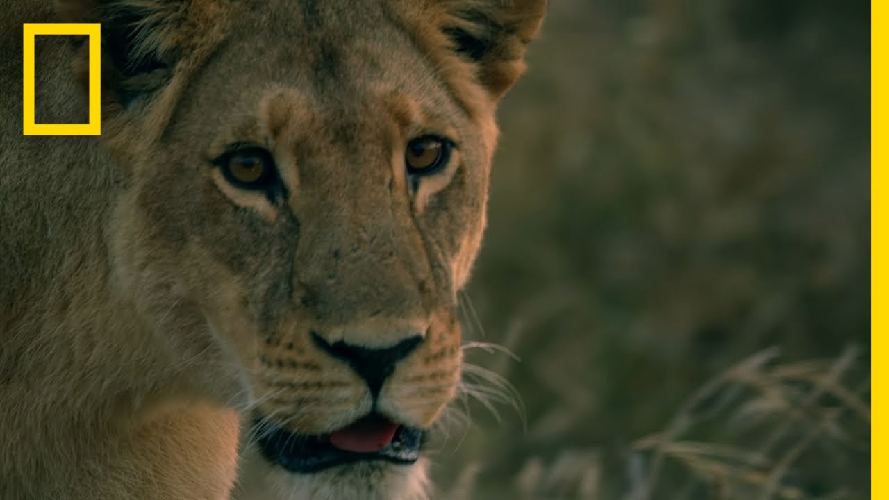 Lion Sisters Reunited | Savage Kingdom