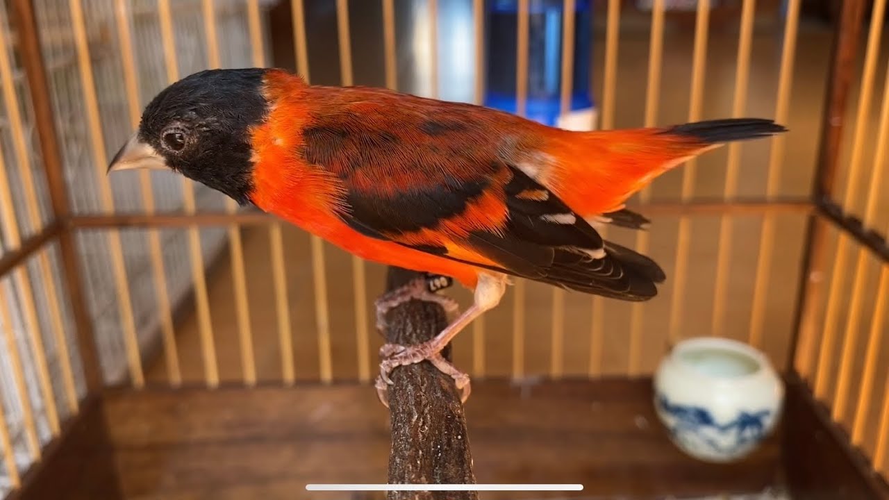 Pintassilgo da venezuela cantando muito 2020 - Red Siskin