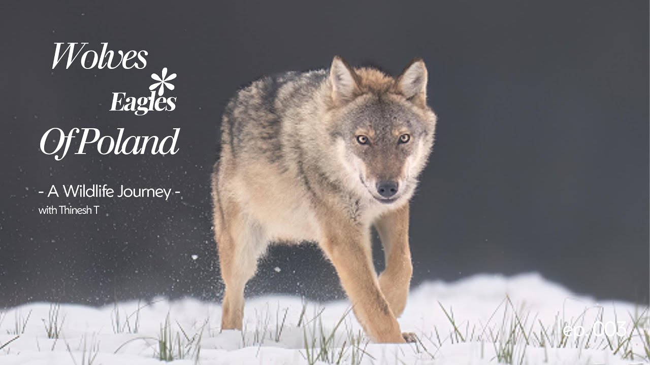 From Work to the Wild | A Weekend in Poland Photographing White-Tailed Eagles & Wolf.
