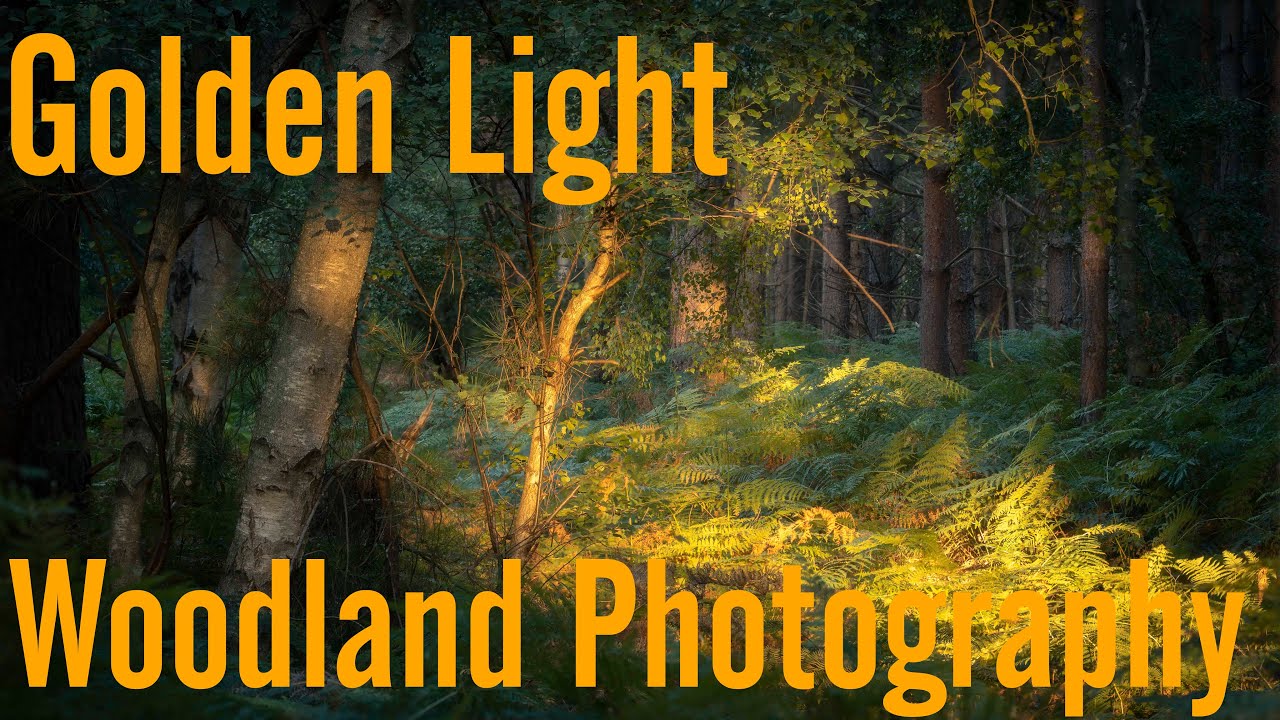 Golden Light in the Forest (Woodland Photography Composition)