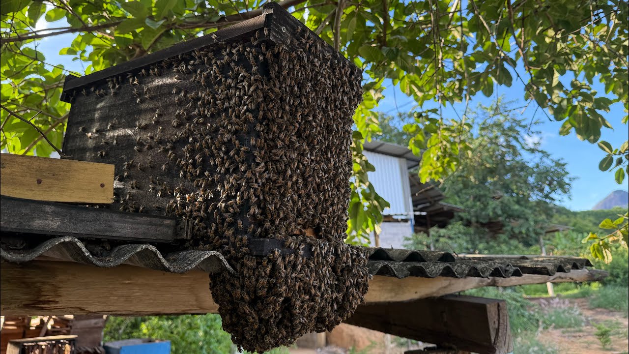 Muita Abelha nessa captura🐝😱