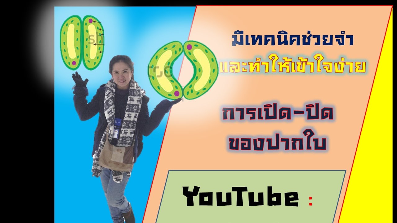 การเปิด-ปิดของปากใบ การคายน้ำ แร่ธาตุและการทำข้อสอบ