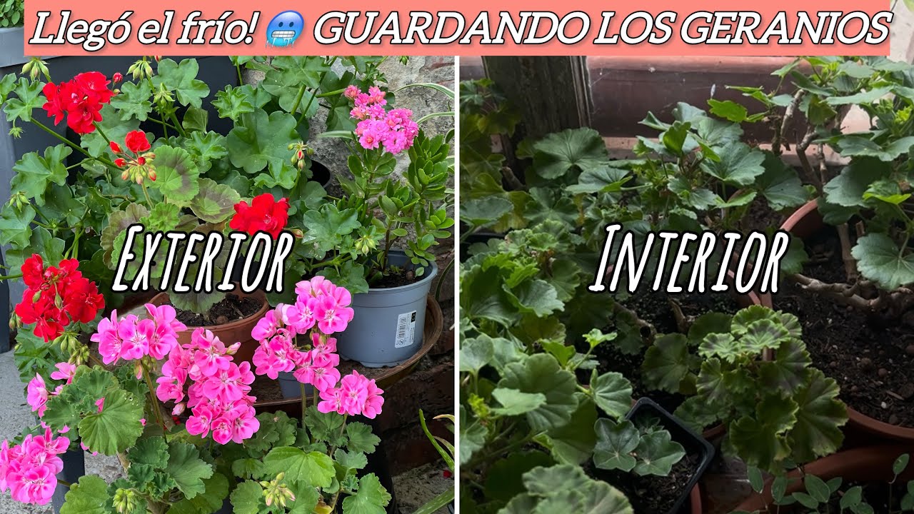 PROTEGE TUS GERANIOS DEL FRÍO | Que hago con los geranios en invierno? 