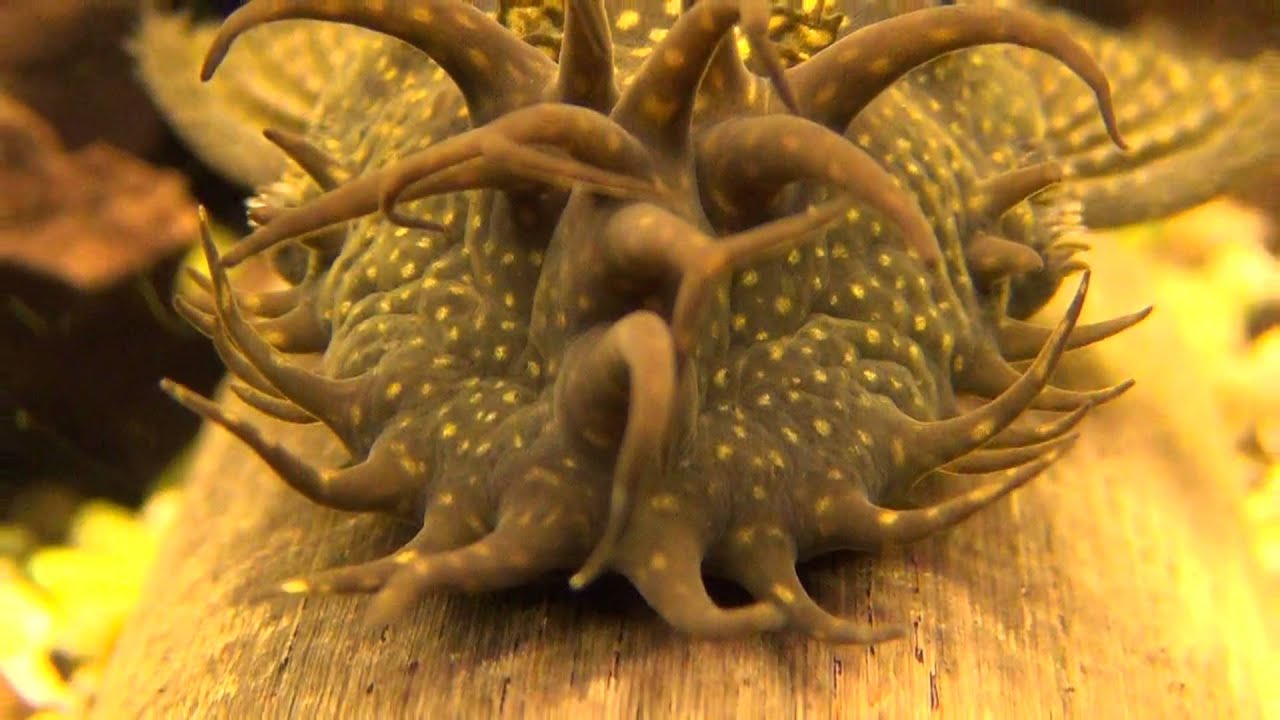 Antennenwels  M&auml;nnchen beim Mittagsschlaf - Amazing male Bristlenose catfish