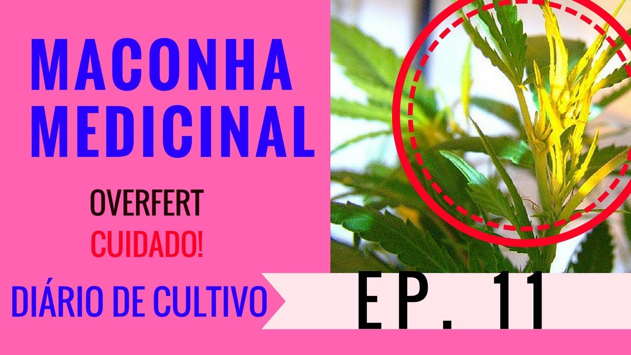 CULTIVO INDOOR MACONHA MEDICINAL-  Defici&ecirc;ncia Por Overfert- Di&aacute;rio de Cultivo Epis&oacute;dio 11