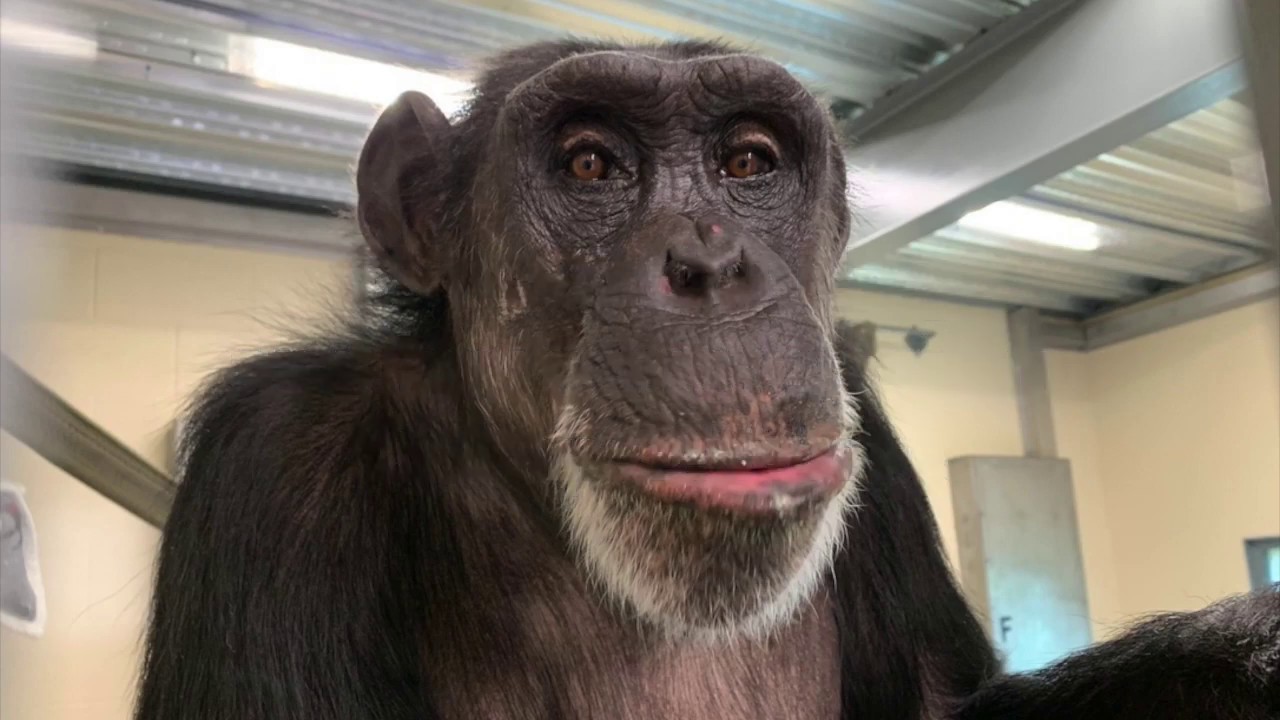Rescued Chimpanzee Likes to Help by Throwing Stuff