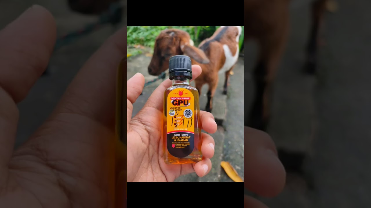 penanganan kambing masuk angin