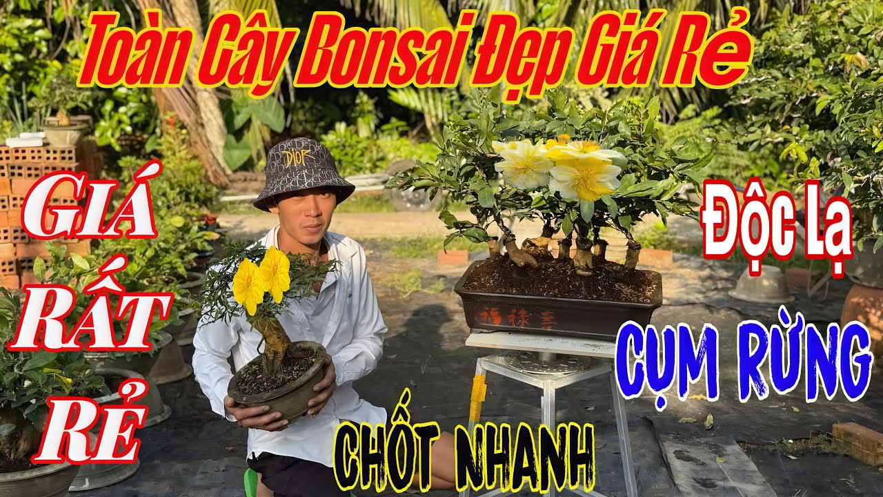 1/1 vườn giao lưu Mai vàng bonsai chơi Tết giá rẻ 💥 lá rí, như ý, bình lợi,🌲🌲🌲☎️0966325172