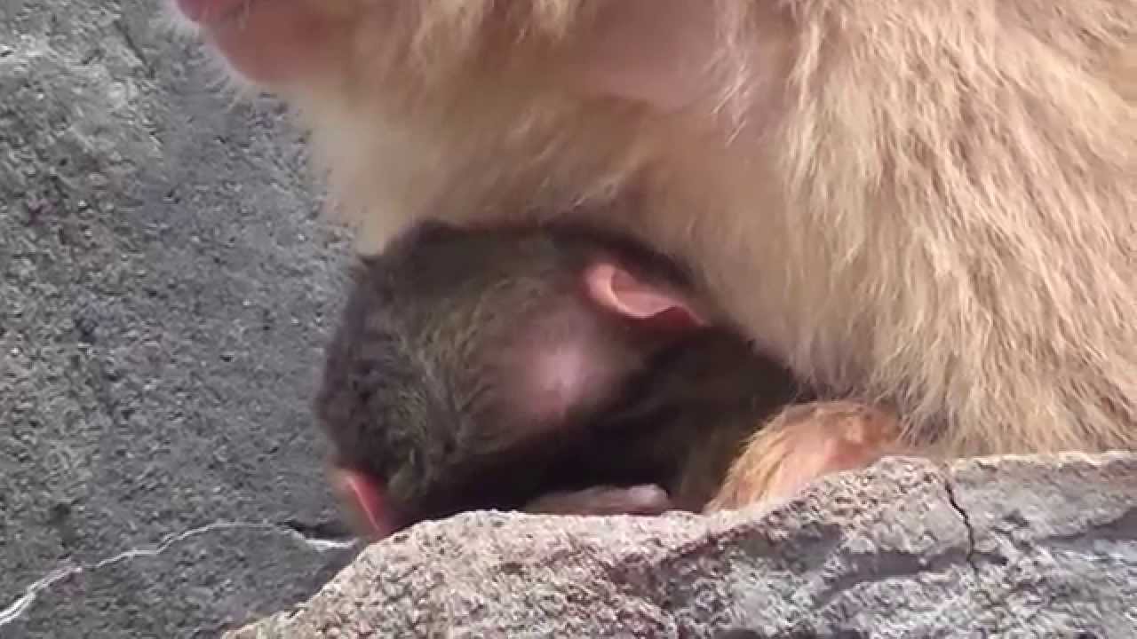 Baby monkey 1day old.　ニホンザルの赤ちゃん生後1日目（釧路動物園2015）⑦