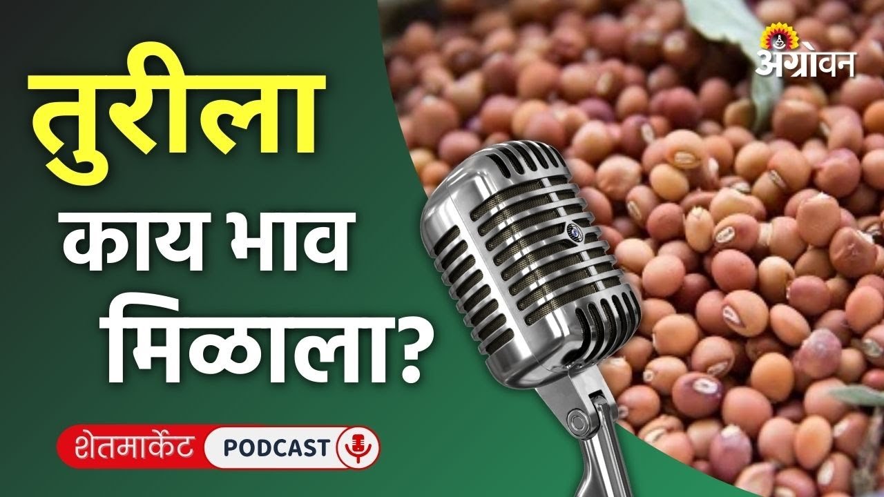 Cotton, Soybean Rate: सोयाबीन बाजार, कापूस दर, गूळ भाव, तीळ रेट | Agrowon