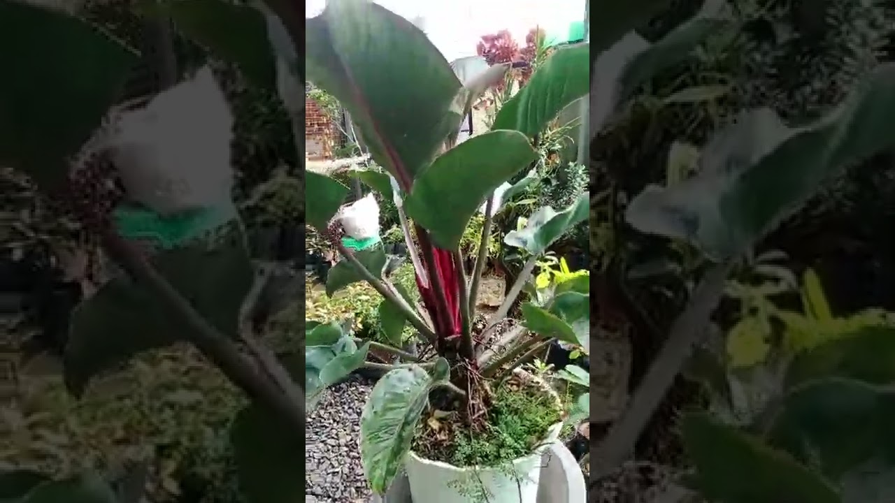 #plantito #plantita #redcongo #red #philodendrons #philos #philodendron #aroids