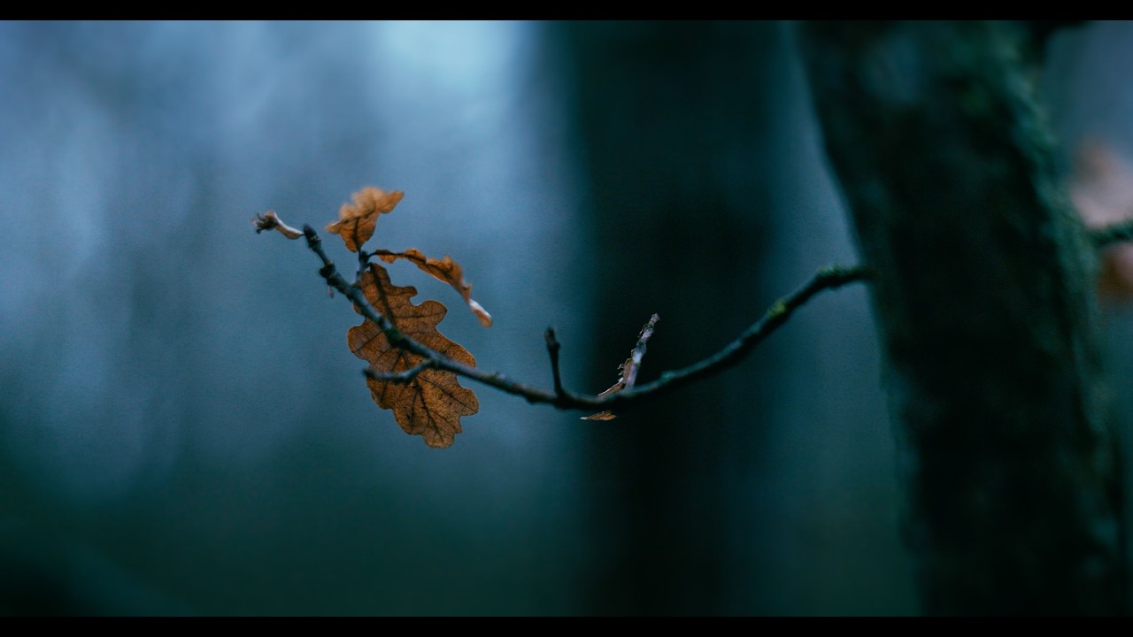 Moody Forest Macro | Helios 40-2-H 85mm | Distant Village Sounds