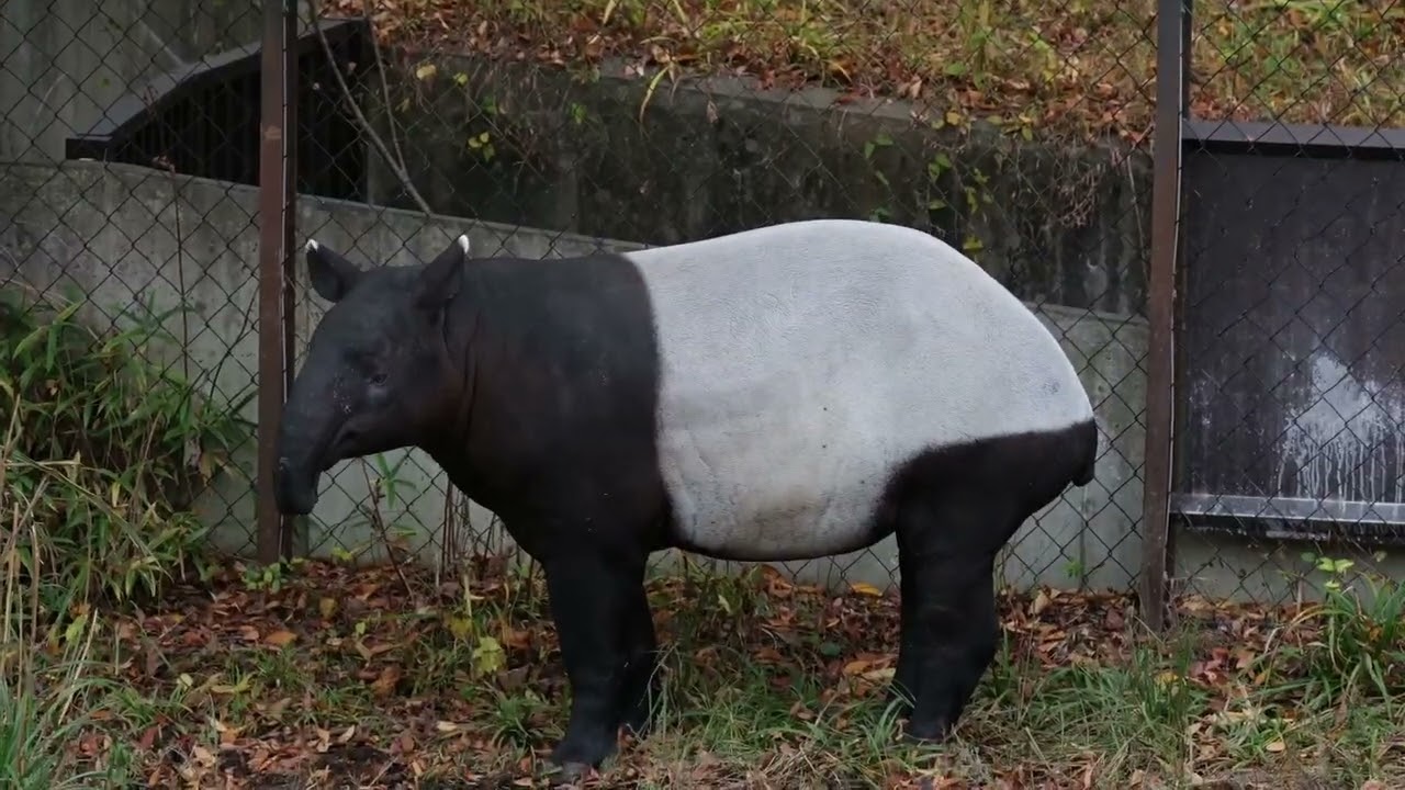 マレーバク　１