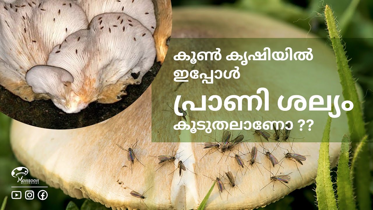 കൂൺകൃഷിയിൽ പ്രാണി ശല്യം ഉണ്ടോ...!!?? പരിഹാരം ഉണ്ട്.. Contact 9895912836